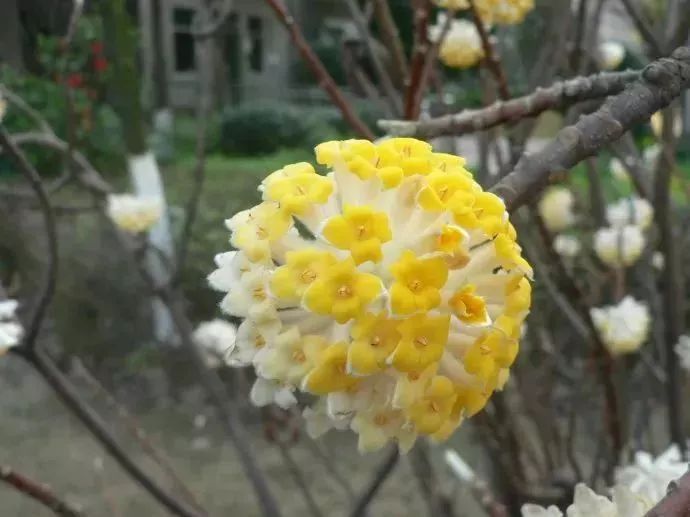 看到花的时候，不知是什么花？那就收下这份百花图谱