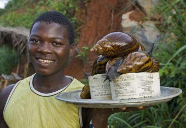非洲大蜗牛在中国泛滥成灾，它是非洲人的美味，为何中国人不吃？