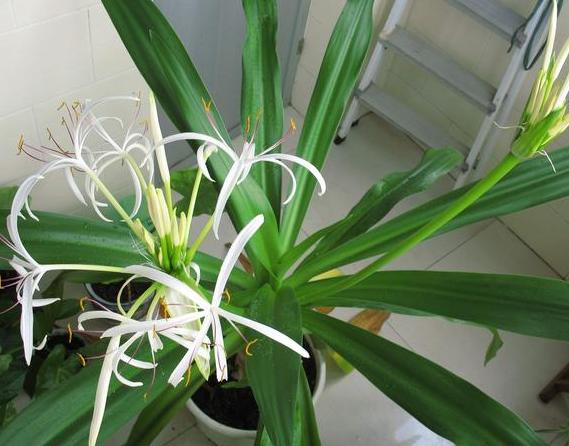 文殊兰在室内能生长吗,文殊兰种球如何栽种