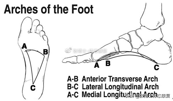 足底功能训练次数,足底功能训练抓握练习的好处