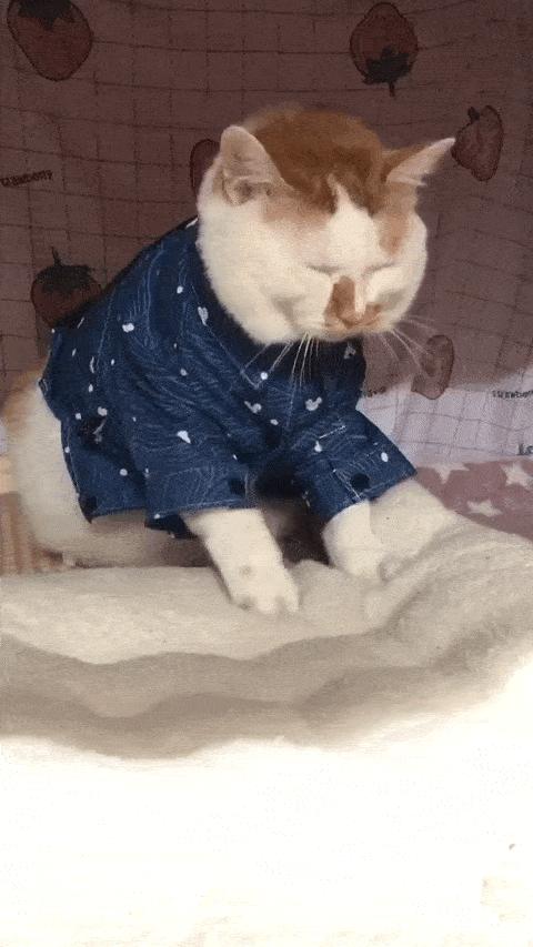 可可爱爱的猫狗,可可爱爱的流浪猫咪