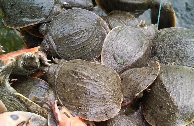 甲鱼要怎么养啊,甲鱼要怎么养大