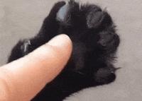 猫咪的爪子怎么捏,猫咪为什么不喜欢被铲屎官摸爪子