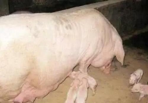 母猪产后为什么没有奶水？你知道根本原因在哪儿吗？