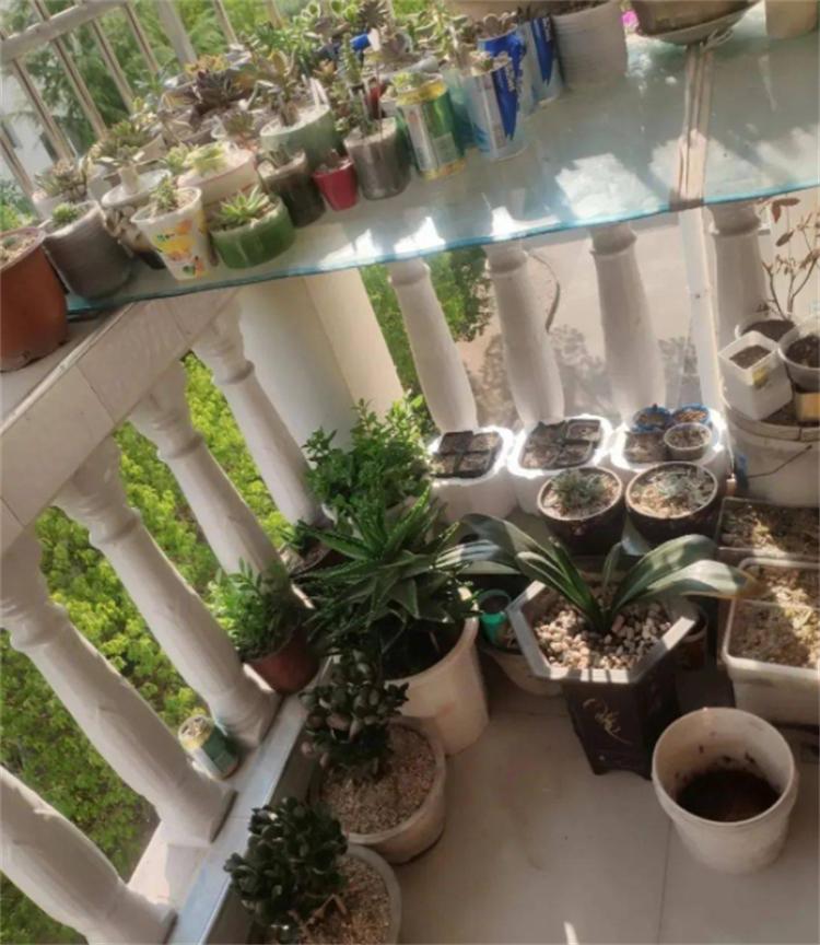 出远门2个月植物怎么浇水,外出两个月绿植怎么浇水