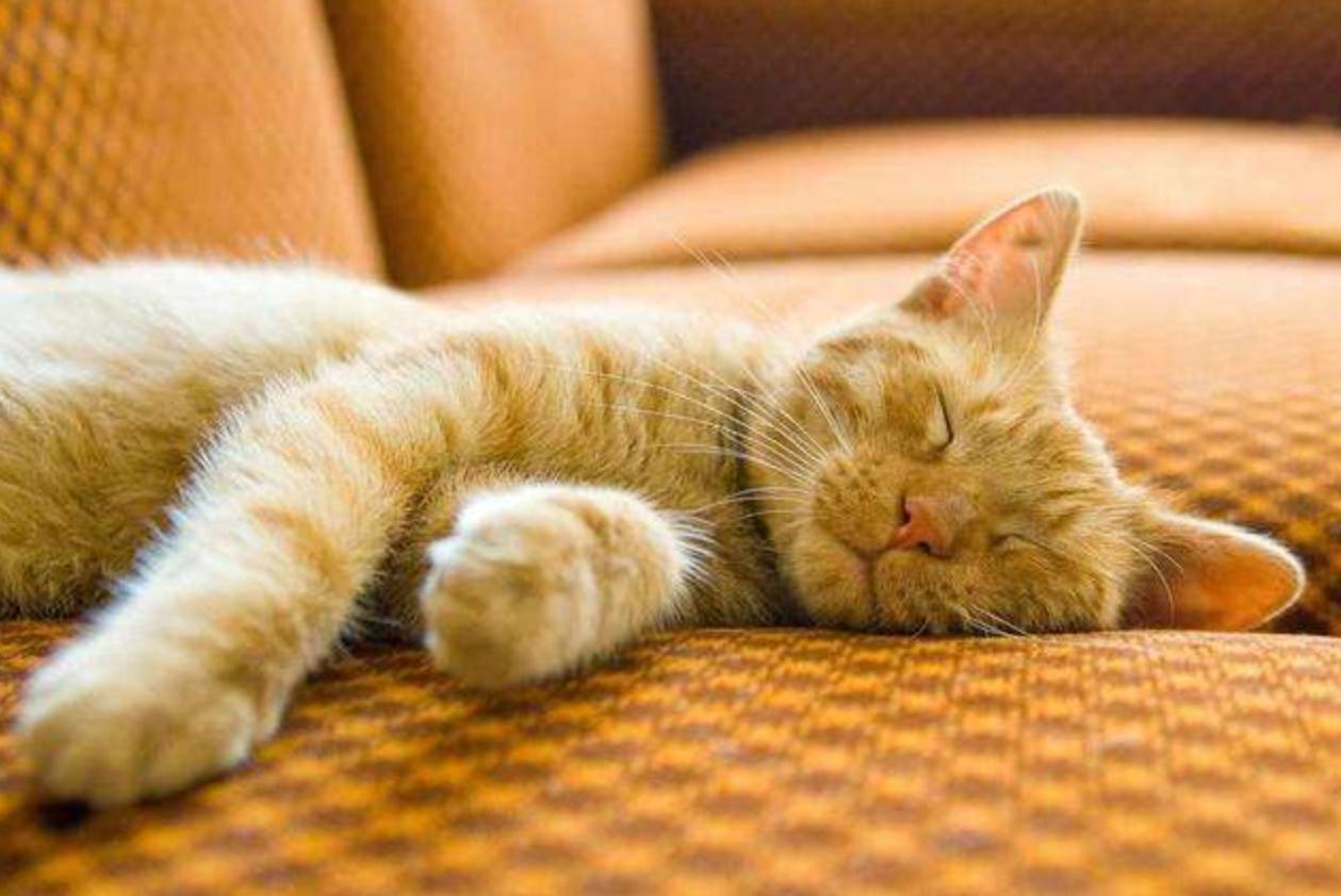 喵星人每晚睡觉,喵星人半夜乱跑