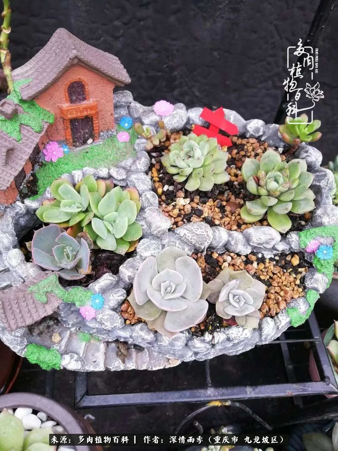在重庆养多肉养的是一种信仰,重庆养多肉适合用什么土