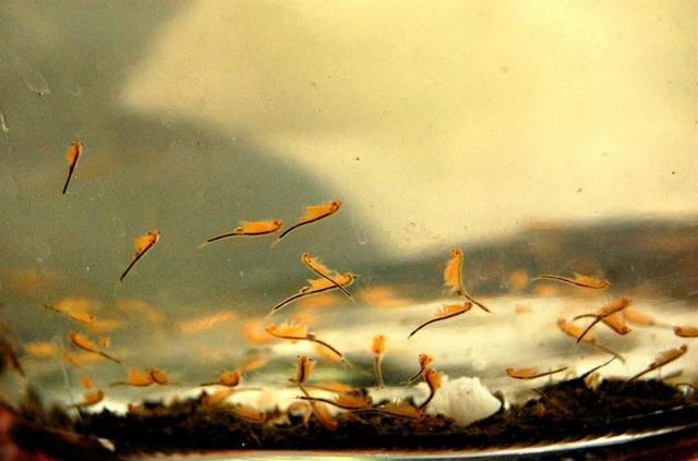 仙女虾和三眼恐龙虾是昆虫吗,养三眼恐龙虾和仙女虾视频