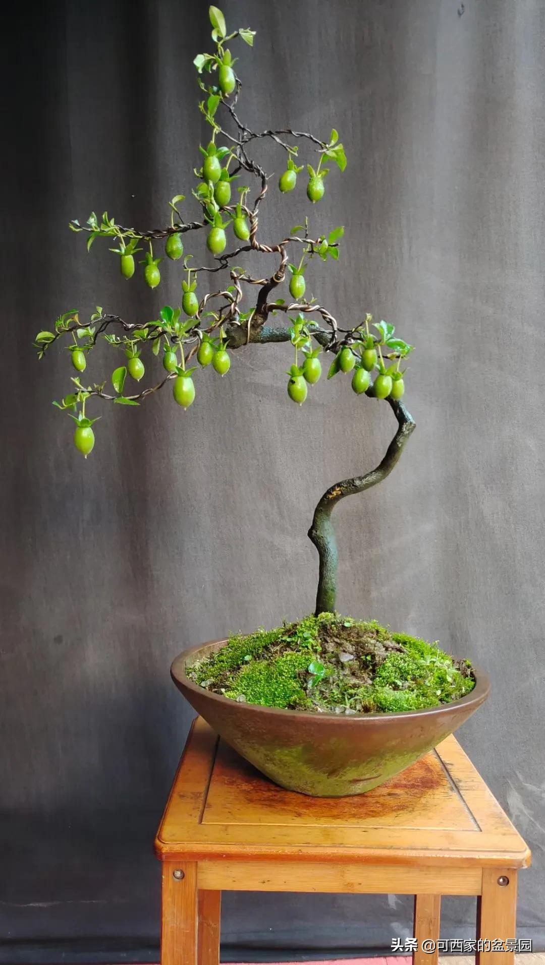 金弹子是十大名贵盆景吗,金弹子盆景什么时候开花结果