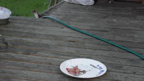 黄鼠狼黄大仙的视频,黄鼠狼捕捉黄大仙