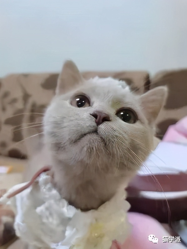 猫太瘦该吃什么,你家的猫为什么很瘦