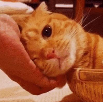 挑选猫咪时聪明人会避开这7种猫,猫主子不亲人