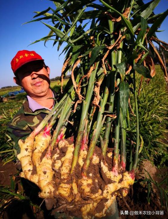 当前大姜种植管理事项,大姜管理很重要