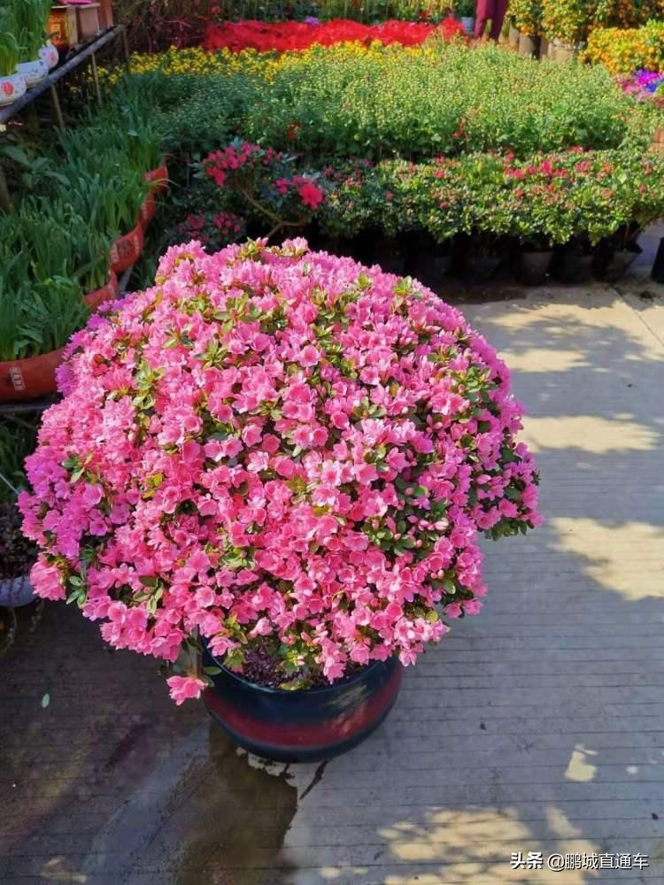 年宵花争奇斗艳价格亲民惹人爱,春节临近年宵花热销新品种受青睐