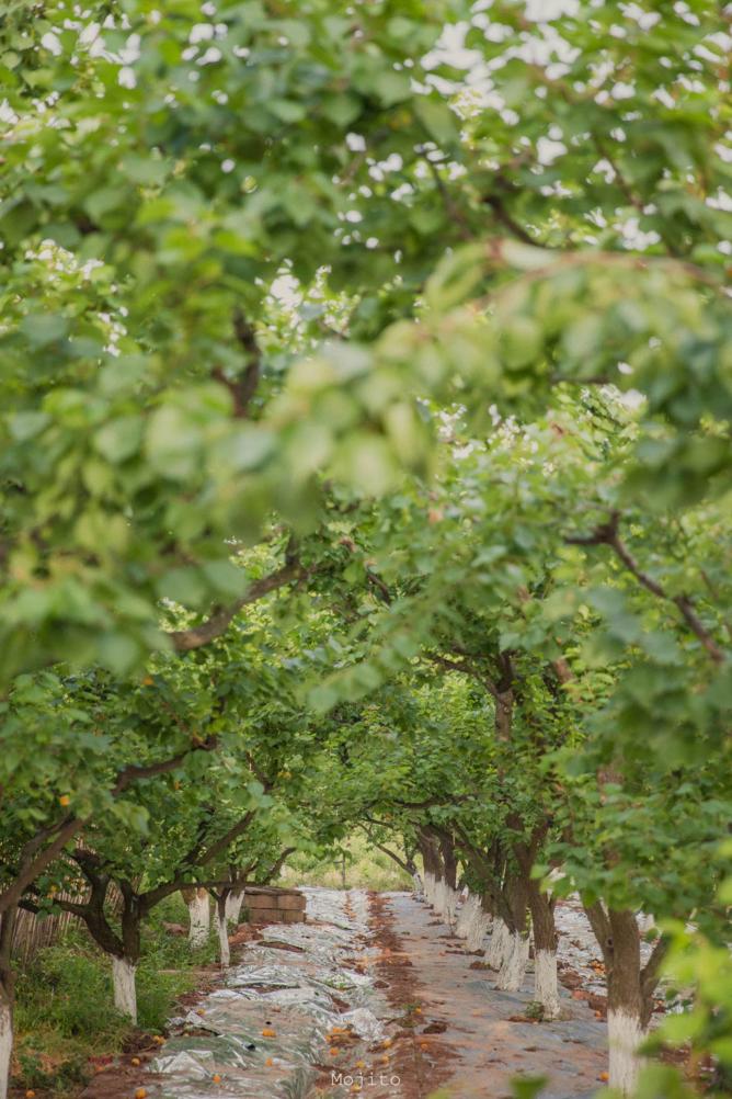 青白江特色旅游商品来啦！快来看有没有你的“心头好”
