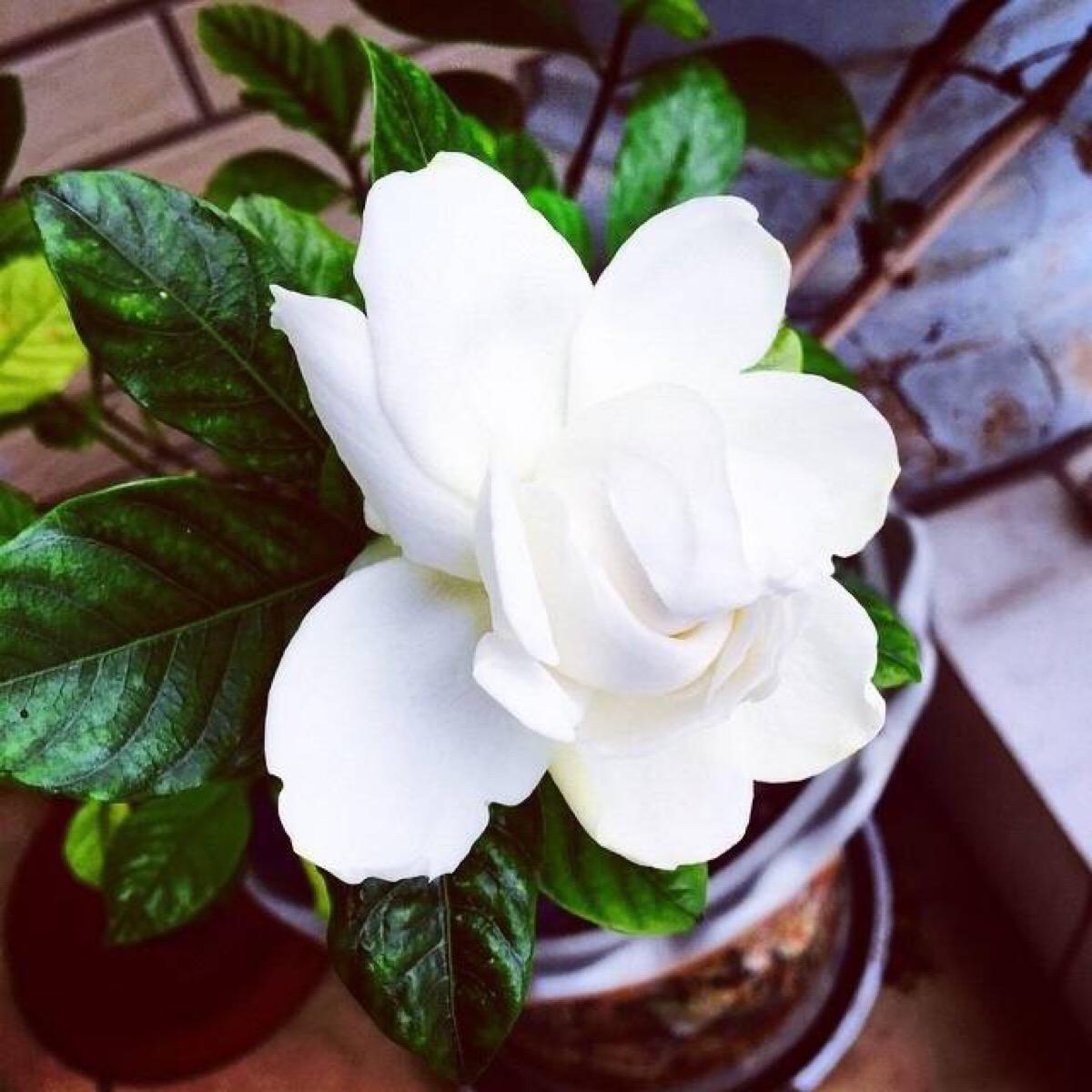 养栀子花的五个小窍门,养栀子花记住四点可让叶绿花多