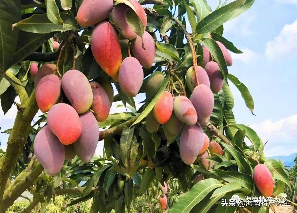 来海南必买的十大特产水果,你吃过哪个?