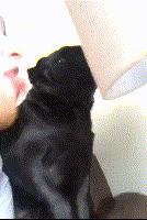 舔一下狗毛会得狂犬病吗,舔狗一下狗狗会有什么反应