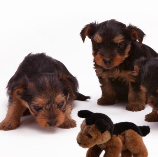 幼犬感染细小必死无疑吗?感染细小的因素有哪些?该如何预防