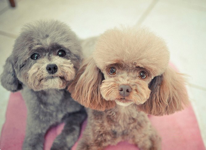 泰迪犬嘴巴臭是什么原因,泰迪犬突然口很臭怎么回事