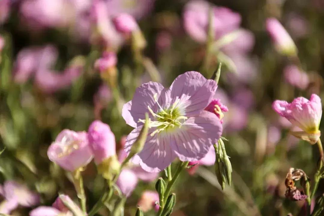 凉山最漂亮的花海,西昌赏花攻略