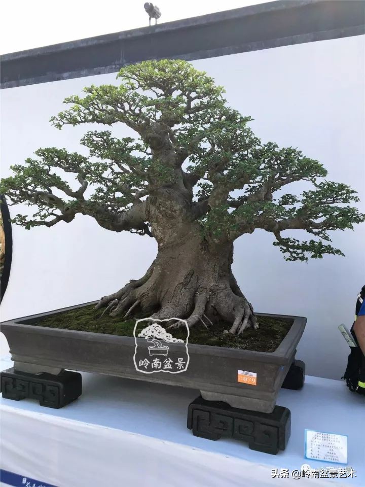 榆树盆景何时修剪最好,盆景怎样修剪最好看