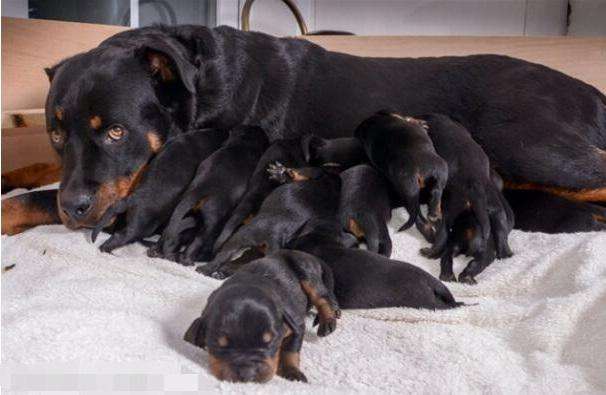 狗狗也会难产吗,狗狗难产怎么帮助它尽快生产