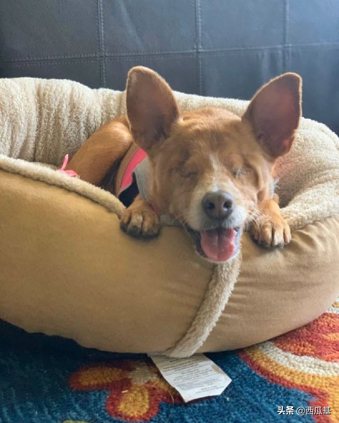 每天摸一只小狗小猫,每天摸一只小猫小狗