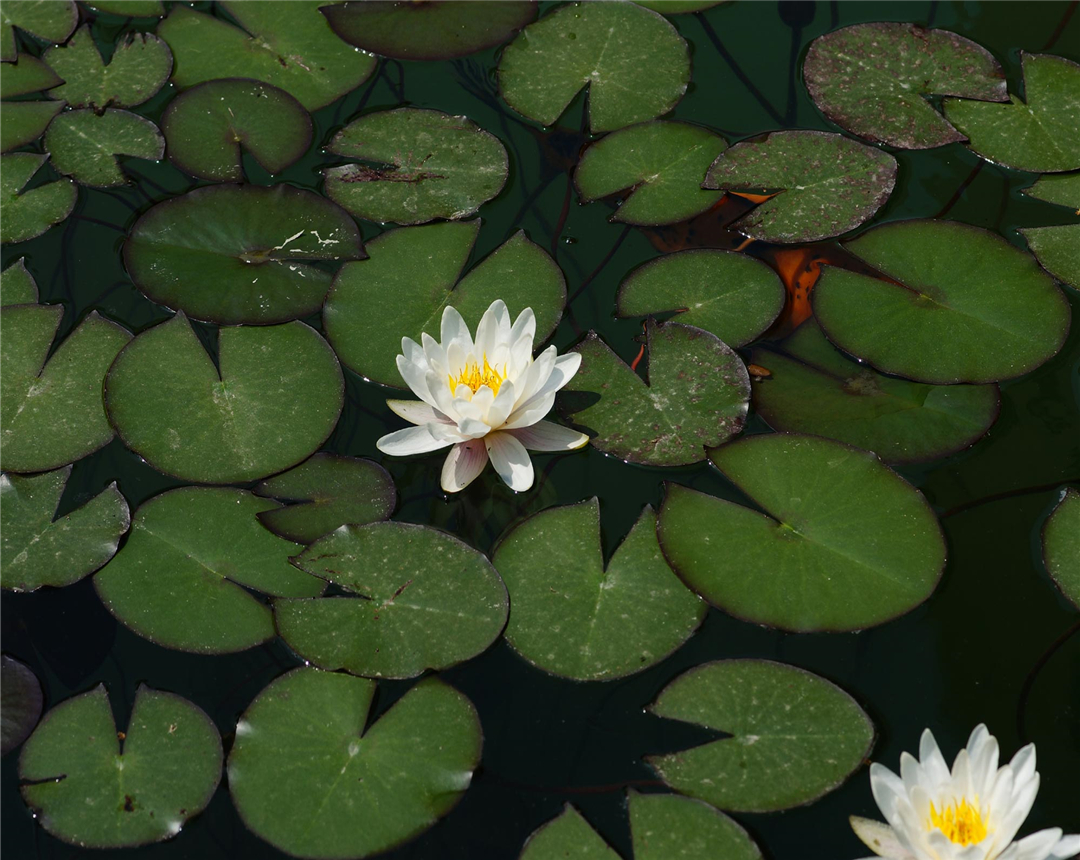 睡莲是水中养殖还是植入泥中养殖,大睡莲水生花卉适合多少度养殖