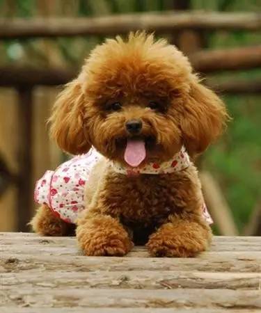 各种狗狗身价排名,各种狗的待遇对照表