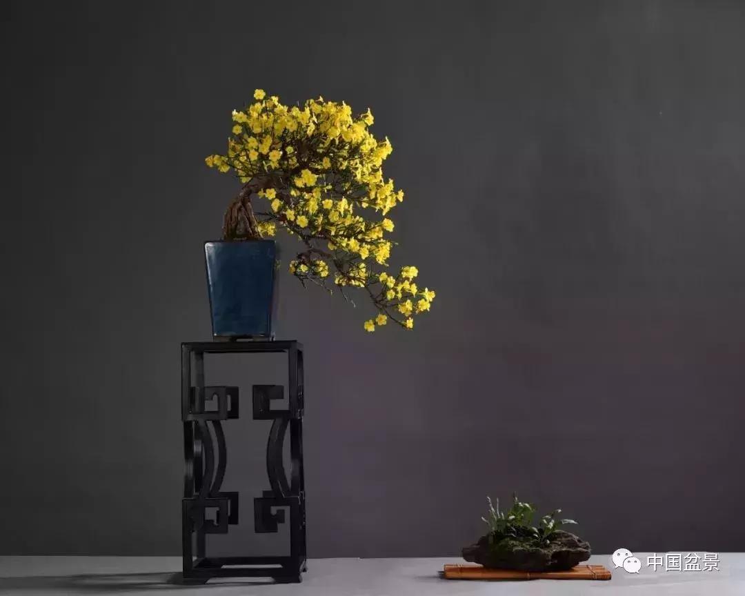 盆景植物最好养的,好养易活的盆景植物有哪些