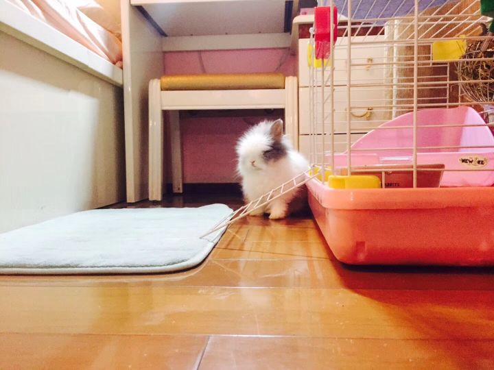 宠物知道主人爱它吗,你的宠物真的爱你吗