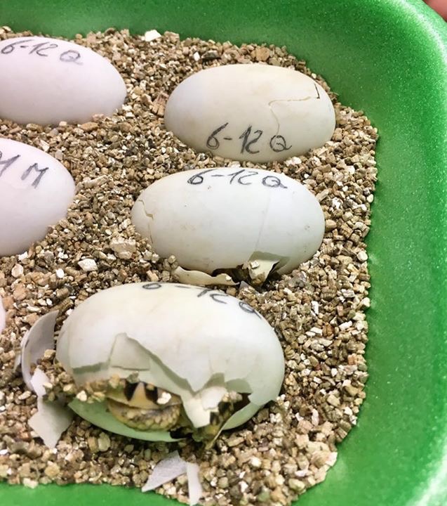 印度星陆龟能养吗,印度星陆龟如何养