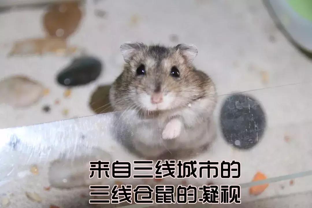 坎贝尔仓鼠和加卡利亚仓鼠,仓鼠生育的小仓鼠种类