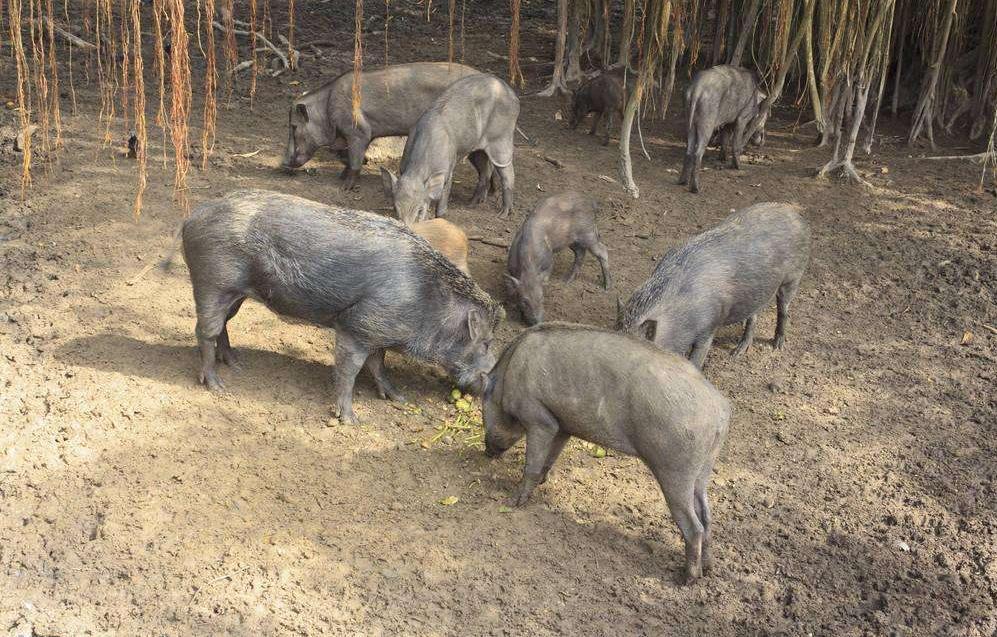 猪为什么不怕毒蛇还吃蛇,猪是蛇克星是什么意思