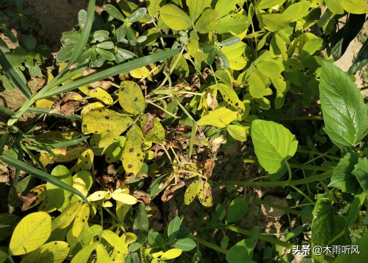 花生得了根腐病用什么药治最好,花生根腐病和茎腐病怎么防治