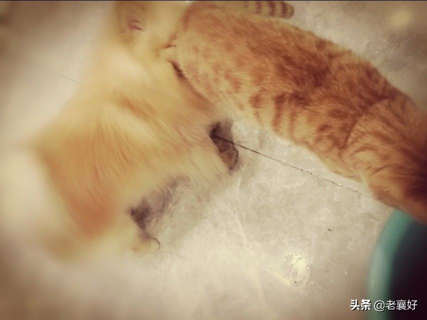 宠爱｜肉宝日记（三）