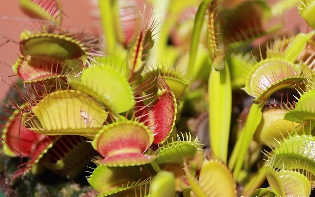 捕蝇草养护的视频,捕蝇草养护