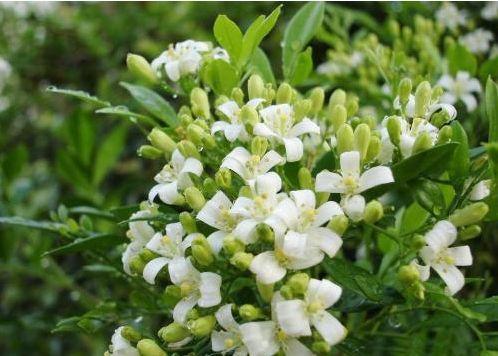 九里香不仅花香四溢还好养,养九里香的技巧九里香枝条有刺吗