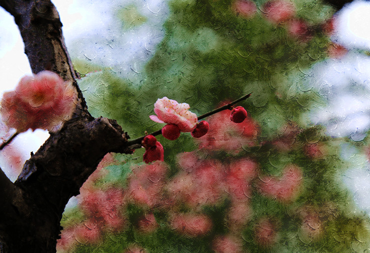 南京古林梅岭，二梅报春；盆景园梅花，婀娜多姿