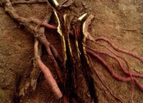 小虫子危害大怎么办,红薯第一次种植灌水的正确方法