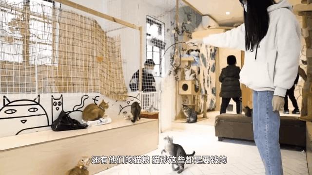 懒人养的猫很粘人吗,猫养得越久越粘人