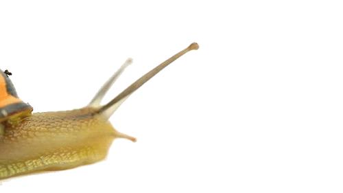 蜗牛是不是世界上牙齿最多的动物,蜗牛为什么被称为牙齿最多的动物