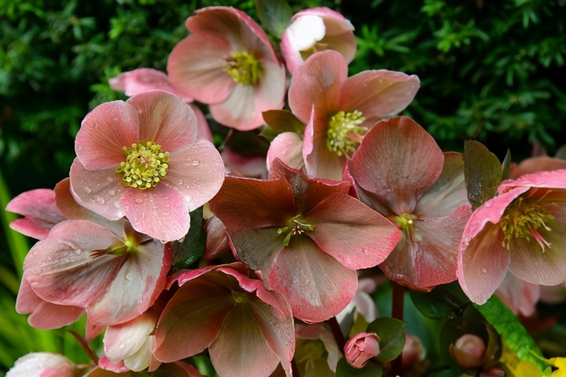 布查德花园的秋冬季,全球最美花园布查特花园