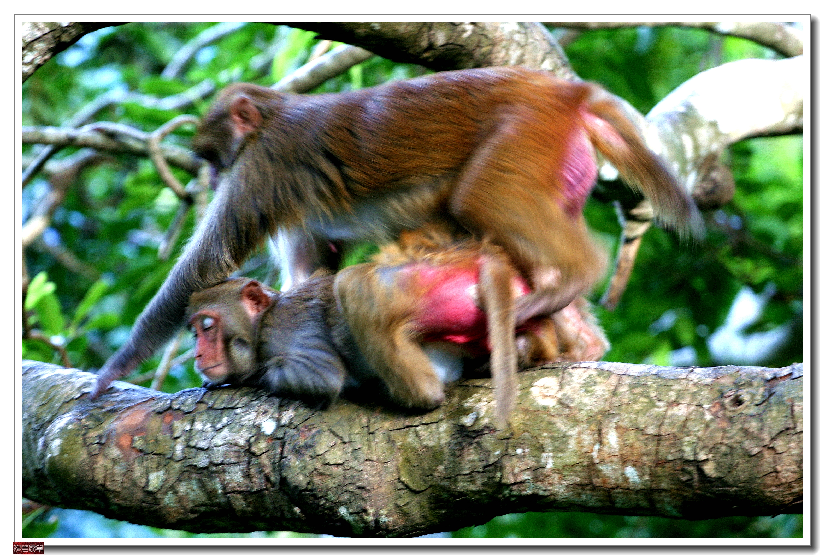 南湾猴岛猕猴王国,猕猴乐园南湾猴岛