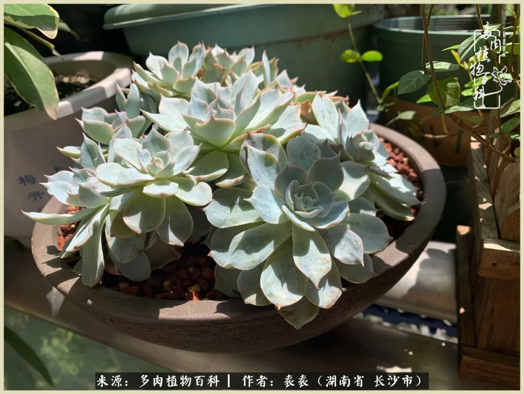 栽花种草的岁月，万物生长之阴晴圆缺