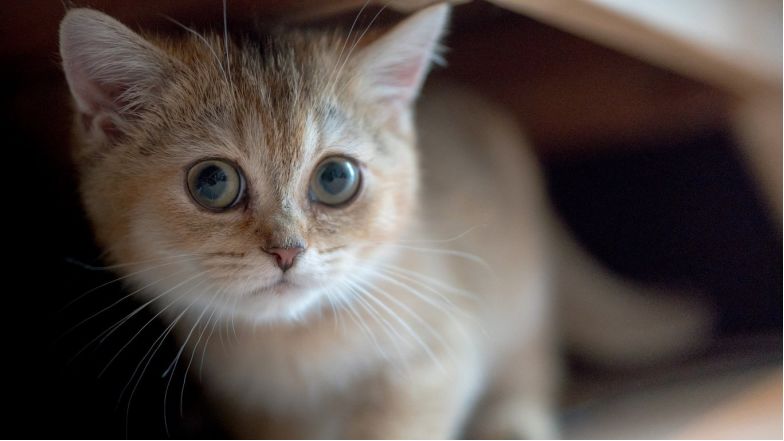 工商银行贷款降息最新消息,中国工商银行房贷利率是否降息了