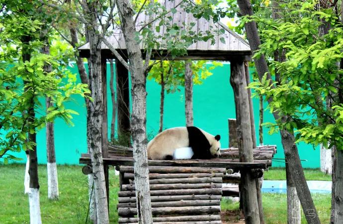 哪个动物园可以和动物亲密接触,野生动物园近距离接触动物感触