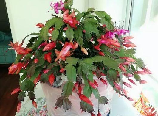 花卉掉花苞解决方法,室内花卉盆栽死了怎么办