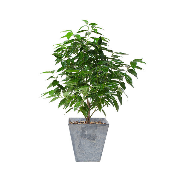 家里的植物放在哪里最好,什么植物适合放在家里不见太阳